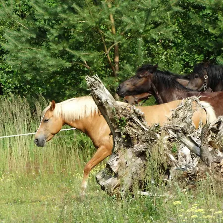 Gospodarstwo agroturystyczne Białe Wzgórze Okonek