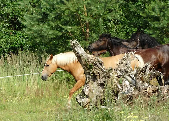 Séjour à la ferme Biale Wzgorze Okonek